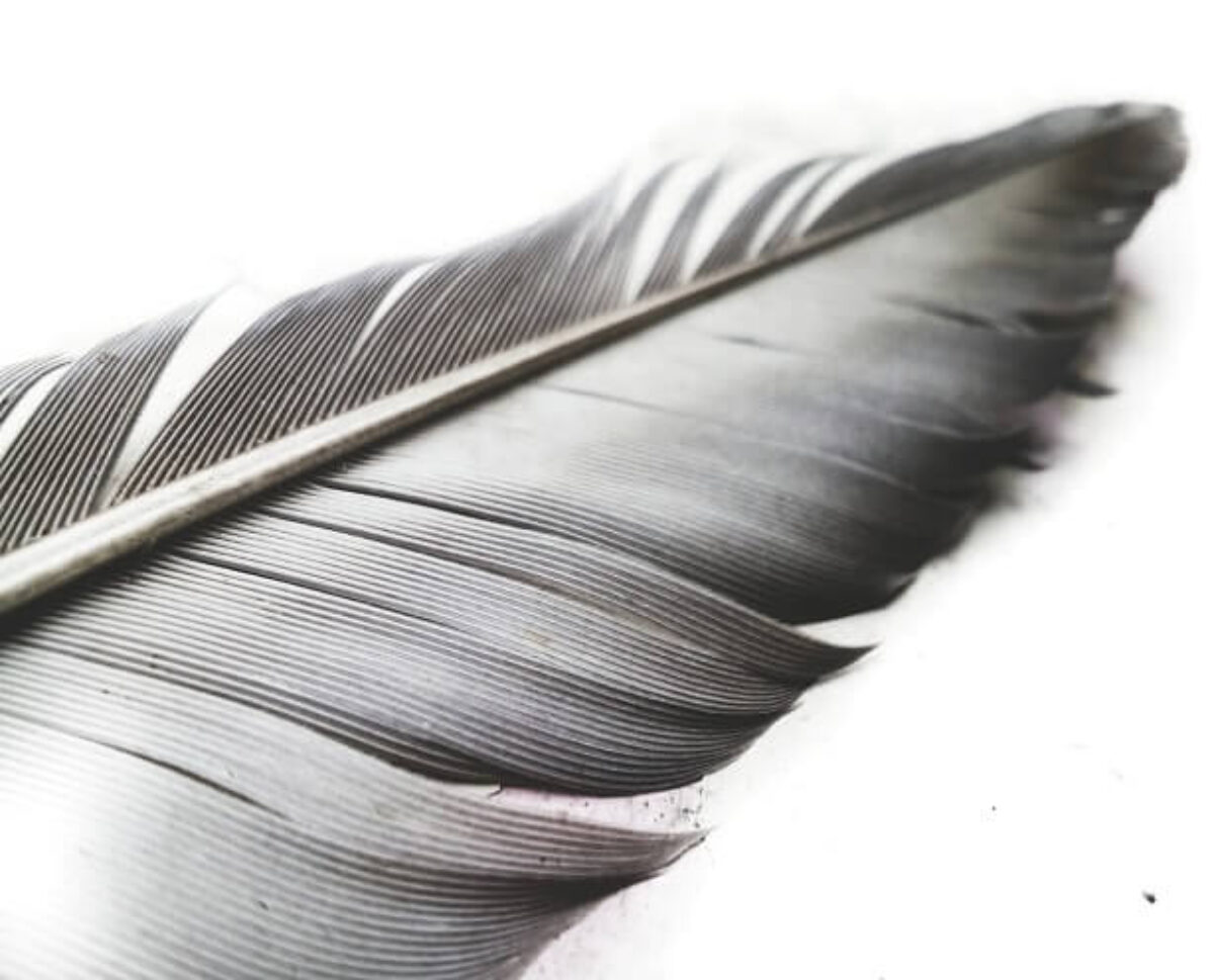 Black Feathers  Feather meaning, Black feather meaning, Feather magic