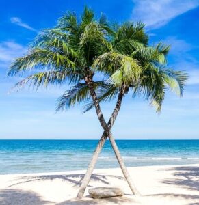 palm tree by the beach